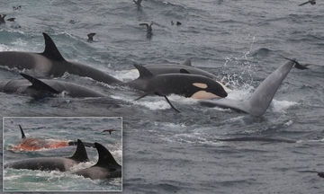 NAJVEĆI PREDATORSKI NAPAD NA SVIJETU Kitovi ubice počeli da love i najveću životinju na planeti (VIDEO)