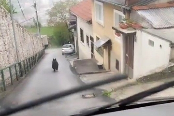 Medvjed luta Sarajevom: Ekipe lovačkog društva na terenu (VIDEO)