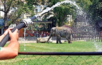 I oni se bore: Slonica iz zoo-vrta ne voli visoke temperature, pa se "tušira" TRI PUTA DNEVNO (VIDEO)