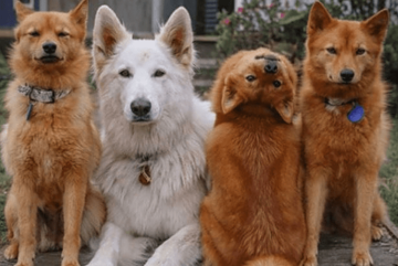 SVI SE PITAJU KAKO OVO RADI Pas koji je postao zvijezda zbog poza na porodičnim fotografijama