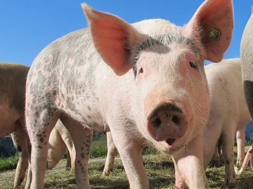 Svinja izujedala ženu i polomila joj kosti