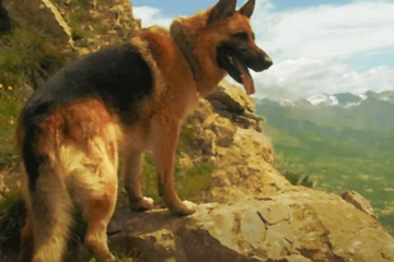 Jedini pas koji je dobio čin majora u Srbiji (VIDEO)