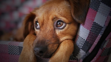 Veterinar otkrio šta ljubimci rade prije nego ih uspavaju?