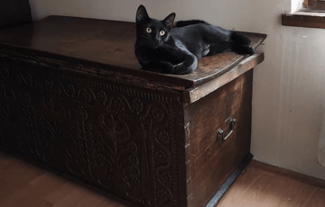Dirljiva priča o usvojenoj maci Rajki: Povrijeđena je ušetala u kovid ambulantu i tu pronašla sreću