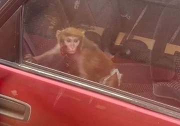 U Beogradu je sve moguće: Na zadnjem sjedištu automobila vozi se majmun
