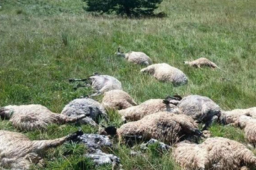 Potresne scene nakon oluje u BiH: Grom usmrtio cijelo stado ovaca