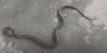 NIKOME NIJE JASNO KAKO SE TO DESILO Mladiću se zmija OTROVNICA uvukla ispod majice