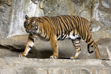 POLICIJA UPOZORAVA NA OPREZ! Tigar pobjegao iz ukrajinskog zoo vrta i prešao u Slovačku
