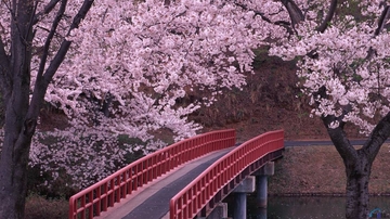 EVO zbog čega je u Japanu period cvjetanja trešanja pravi praznik