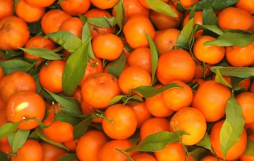 POVEĆAN SADRŽAJ PESTICIDA Zabranjen uvoz u Srpsku 20,9 tona mandarina iz Turske