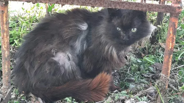 Mačak dolazi veterinarima koji su ga spasili treću godinu zaredom,uvjek u aprilu!