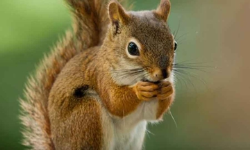 VJEVERICA NAPADA Bila je prijateljski nastrojena, a onda je povrijedila 18 ljudi