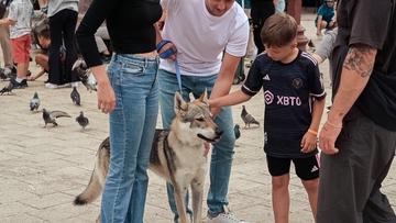 "Pola pas, pola vuk": Fascinantni ljubimac prošetao ulicama Sarajeva i pobrao brojne simpatije