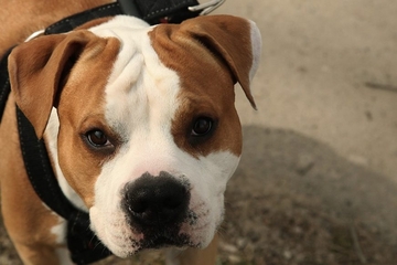 Vlasnica mirno sjedila u kafiću: Mješanac pit bula preklao drugog psa, od zadobijenih povreda preminuo kod veterinara