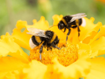Danas je Svjetski dan pčela - Koliko smo zaista svjesni njihovog značaja?