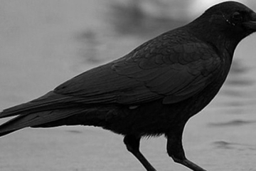 Povrijeđena Banjalučanka, napalo je jato vrana u centru grada