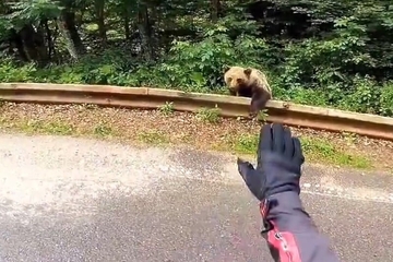Urnebesan video iz Srbije: Medvjed stajao tik uz cestu, motorista ga "pitao za put do Valjeva"